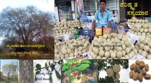 Read more about the article ಬೇಸಿಗೆಯ ತಂಪಿಗೆ ಸವಿಯುವ ಹಣ್ಣು ಬೇಲ :  Limonia acidissima