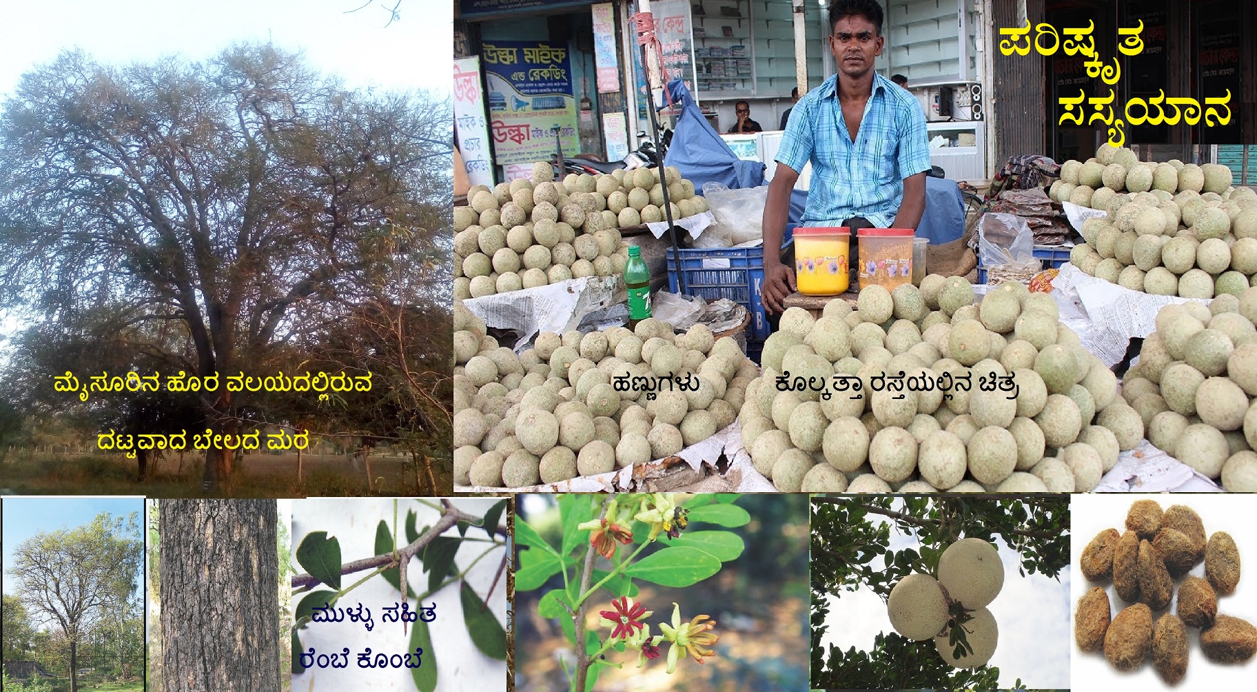 You are currently viewing ಬೇಸಿಗೆಯ ತಂಪಿಗೆ ಸವಿಯುವ ಹಣ್ಣು ಬೇಲ :  Limonia acidissima