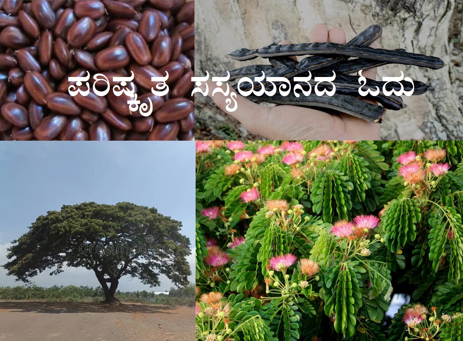 You are currently viewing ಆಗಸಕ್ಕೆ ಹಿಡಿದ ಕೊಡೆಯ ಸೌಂದರ್ಯದ “ಮಳೆಮರ” – Samanea saman