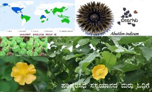 Read more about the article ಸಂಶೋಧನೆಯ ಕುತೂಹಲಕ್ಕೆ ಕಾರಣವಾದ ಹಿತ್ತಿಲ ಗಿಡ: Abutilon indicum