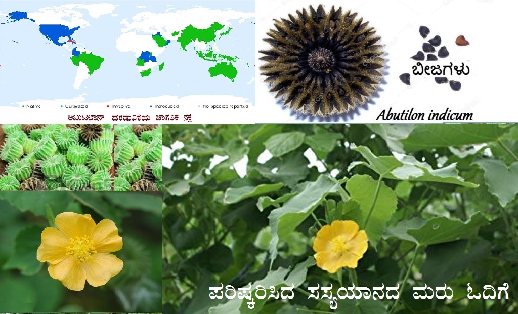 You are currently viewing ಸಂಶೋಧನೆಯ ಕುತೂಹಲಕ್ಕೆ ಕಾರಣವಾದ ಹಿತ್ತಿಲ ಗಿಡ: Abutilon indicum