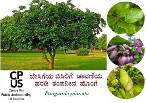 Read more about the article ಬೇಸಿಗೆಯ ಬಿಸಿಲಿಗೆ ಚಾವಣಿಯ ಹರಡಿ ತಂಪನೀವ ಹೊಂಗೆ – Pongamia pinnata