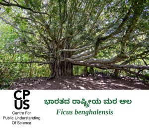 Read more about the article ಭಾರತದ ರಾಷ್ಟ್ರೀಯ ಮರ ಆಲ – Ficus  benghalensis
