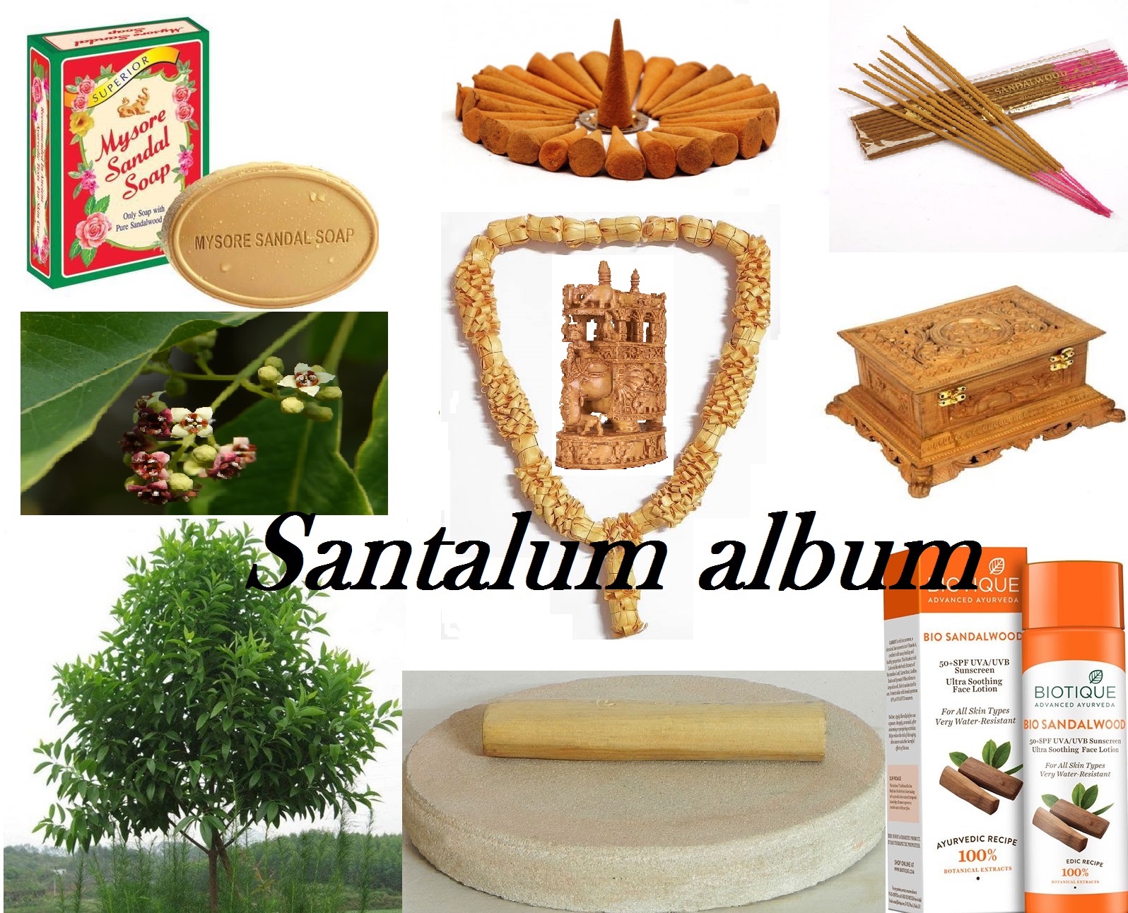 Read more about the article ಕನ್ನಡದ್ದೇ ನೆಲದ ಶ್ರೀಗಂಧ Santalum album