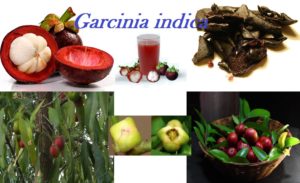 Read more about the article ಮಲೆನಾಡಿನ ಹುಣಸೆ “ಪುನರ್ಪುಳಿ-ಮುರುಗಲ – ಕೋಕಂ” : Garcinia indica