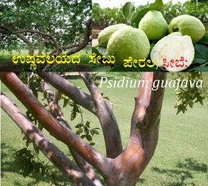 Read more about the article ಉಷ್ಣವಲಯದ ಸೇಬು -ಪೇರಲ/ಸೀಬೆ: Psidium guajava