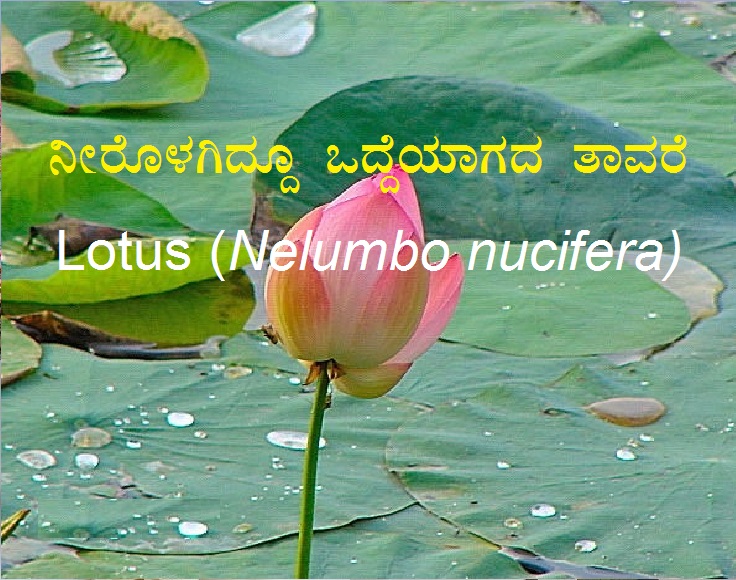 You are currently viewing ನೀರೊಳಗಿದ್ದೂ ಒದ್ದೆಯಾಗದ ತಾವರೆ – Lotus (Nelumbo nucifera)