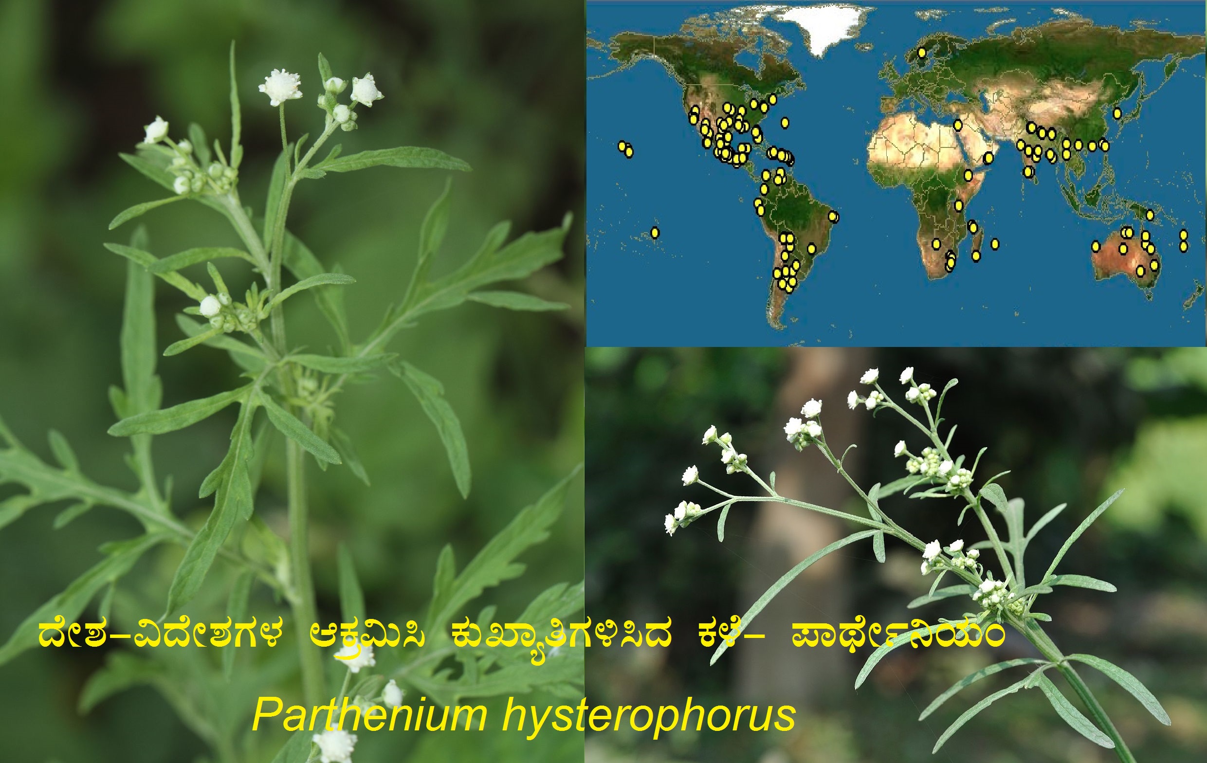 You are currently viewing ದೇಶ-ವಿದೇಶಗಳ ಆಕ್ರಮಿಸಿ ಕುಖ್ಯಾತಿಗಳಿಸಿದ ಕಳೆ- ಪಾರ್ಥೇನಿಯಂ : Parthenium hysterophorus