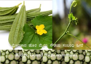 Read more about the article ಮೊನಚಾದ ಹೊರ ಮೈಯ ಸೌತೆಯ ಸಂಬಂಧಿ ಹೀರೆ  Ridge Gourd (Luffa acutangula)