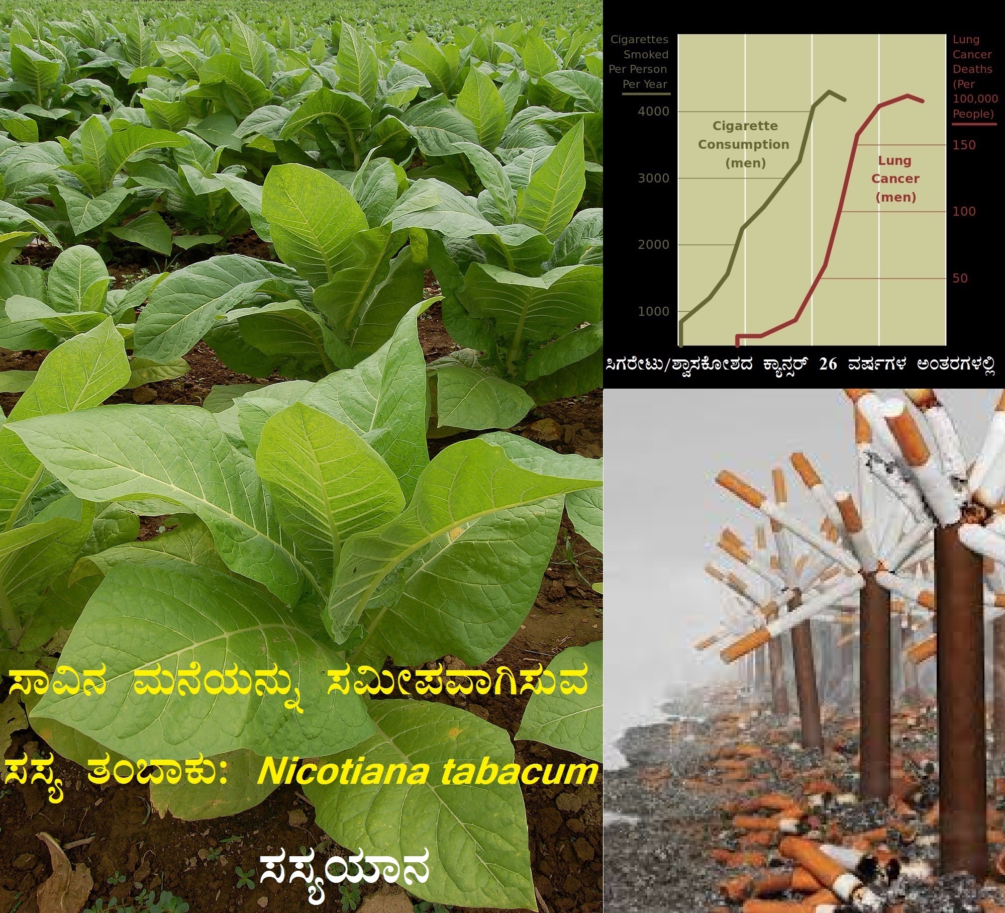Read more about the article ಸಾವಿನ ಮನೆಯನ್ನು ಸಮೀಪವಾಗಿಸುವ ಸಸ್ಯ ತಂಬಾಕು: Nicotiana tabacum