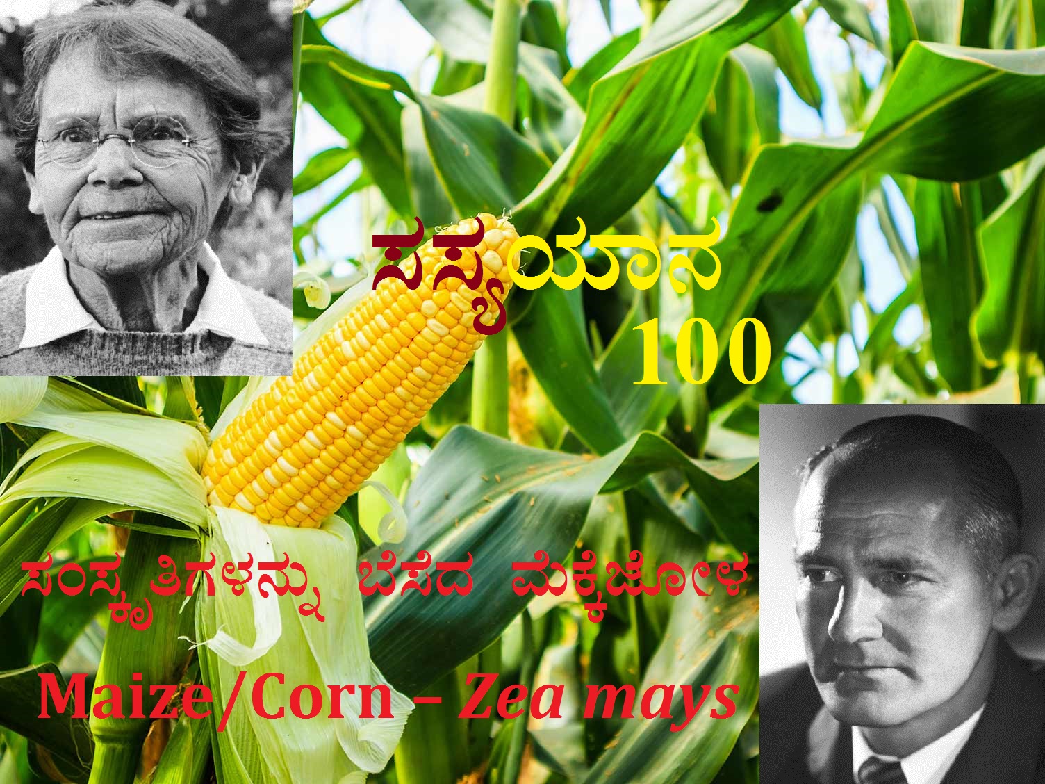 Read more about the article ಸಂಸ್ಕೃತಿಗಳನ್ನು ಬೆಸೆದ ಮೆಕ್ಕೆಜೋಳ : Maize/Corn – Zea mays