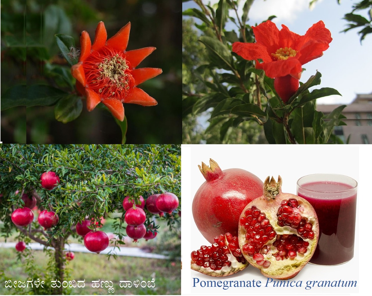 You are currently viewing ಬೀಜಗಳೇ ತುಂಬಿದ ಹಣ್ಣು ದಾಳಿಂಬೆ : Pomegranate Punica granatum