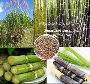 Read more about the article ಪುಟ್ಟ ಬೀಜದ ದೈತ್ಯ ಹುಲ್ಲು – ಕಬ್ಬು : Sugarcane- Saccharum officinarum
