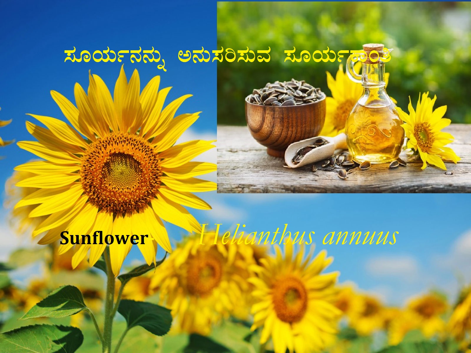 Read more about the article ಸೂರ್ಯನನ್ನು ಅನುಸರಿಸುವ ಸೂರ್ಯಕಾಂತಿ: Sunflower- Helianthus annuus