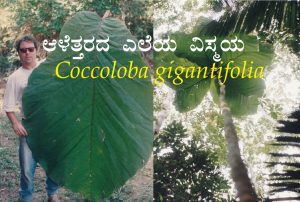 Read more about the article ಆಳೆತ್ತರದ ಎಲೆಯ ವಿಸ್ಮಯ – Coccoloba gigantifolia