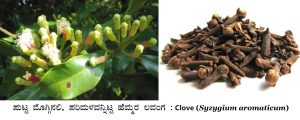 Read more about the article ಪುಟ್ಟ ಮೊಗ್ಗಿನಲಿ, ಪರಿಮಳವನ್ನಿಟ್ಟ ಹೆಮ್ಮರ ಲವಂಗ : Clove Syzygium aromaticum