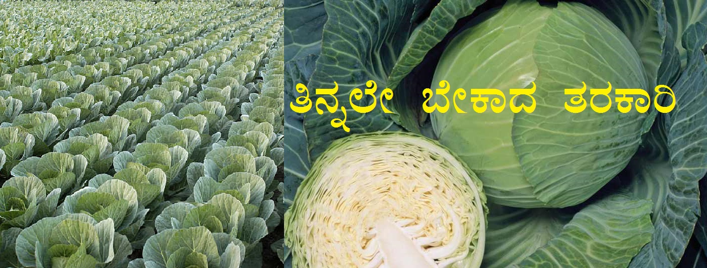 You are currently viewing ತಿನ್ನಲೇ ಬೇಕಾದ ತರಕಾರಿ ಎಲೆಕೋಸು Cabbage, Brassica oleracea subsp. capitata.