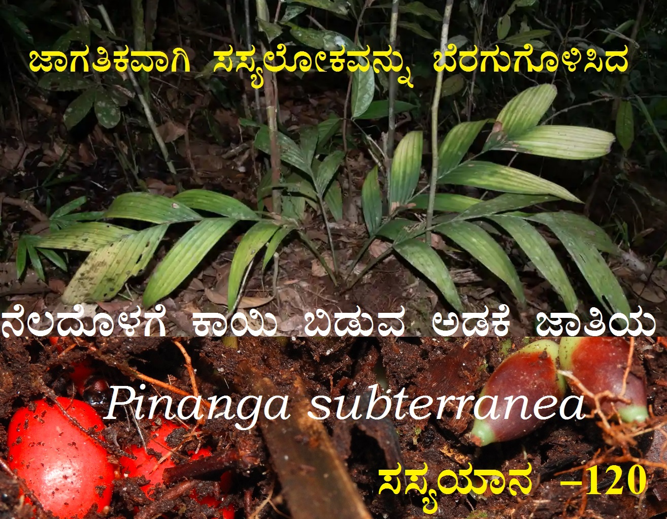 Read more about the article ನೆಲದೊಳಗೆ ಕಾಯಿ ಬಿಡುವ ಅಡಕೆ ಜಾತಿಯ Pinanga subterranea