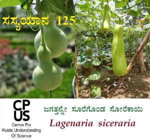 Read more about the article ಜಗತ್ತನ್ನೇ ಸೂರೆಗೊಂಡ ಸೋರೆಕಾಯಿ – Lagenaria siceraria