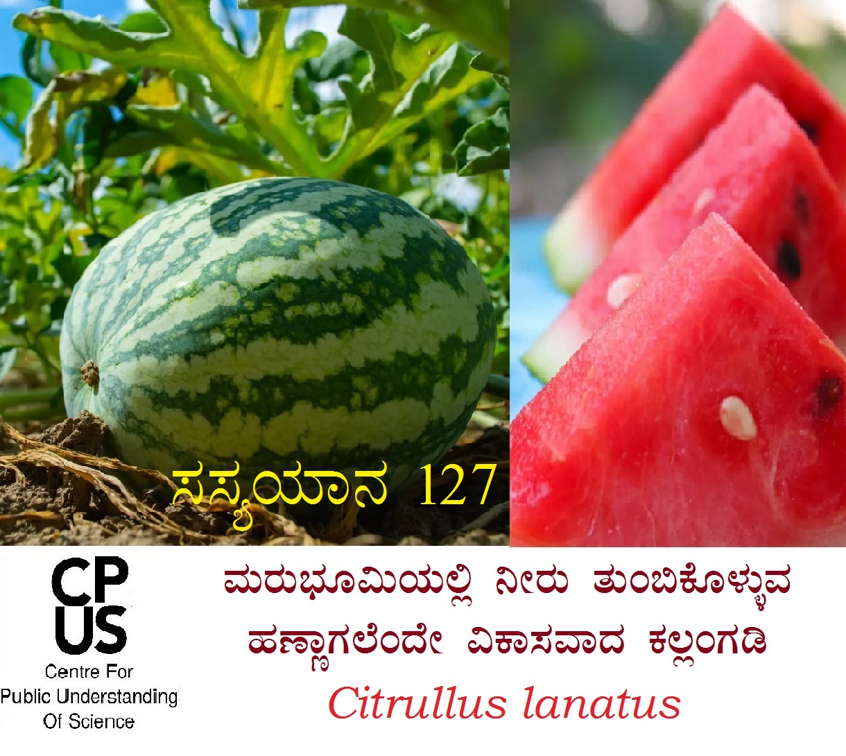 You are currently viewing ಮರುಭೂಮಿಯಲ್ಲಿ ನೀರು ತುಂಬಿಕೊಳ್ಳುವ ಹಣ್ಣಾಗಲೆಂದೇ ವಿಕಾಸವಾದ ಕಲ್ಲಂಗಡಿ Citrullus lanatus