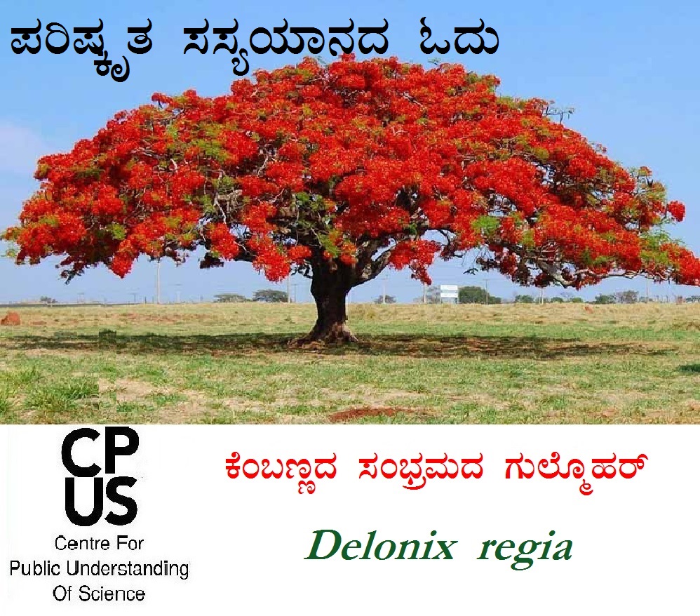 You are currently viewing ಕೆಂಬಣ್ಣದ ಸಂಭ್ರಮದ ಗುಲ್ಮೊಹರ್- Delonix regia