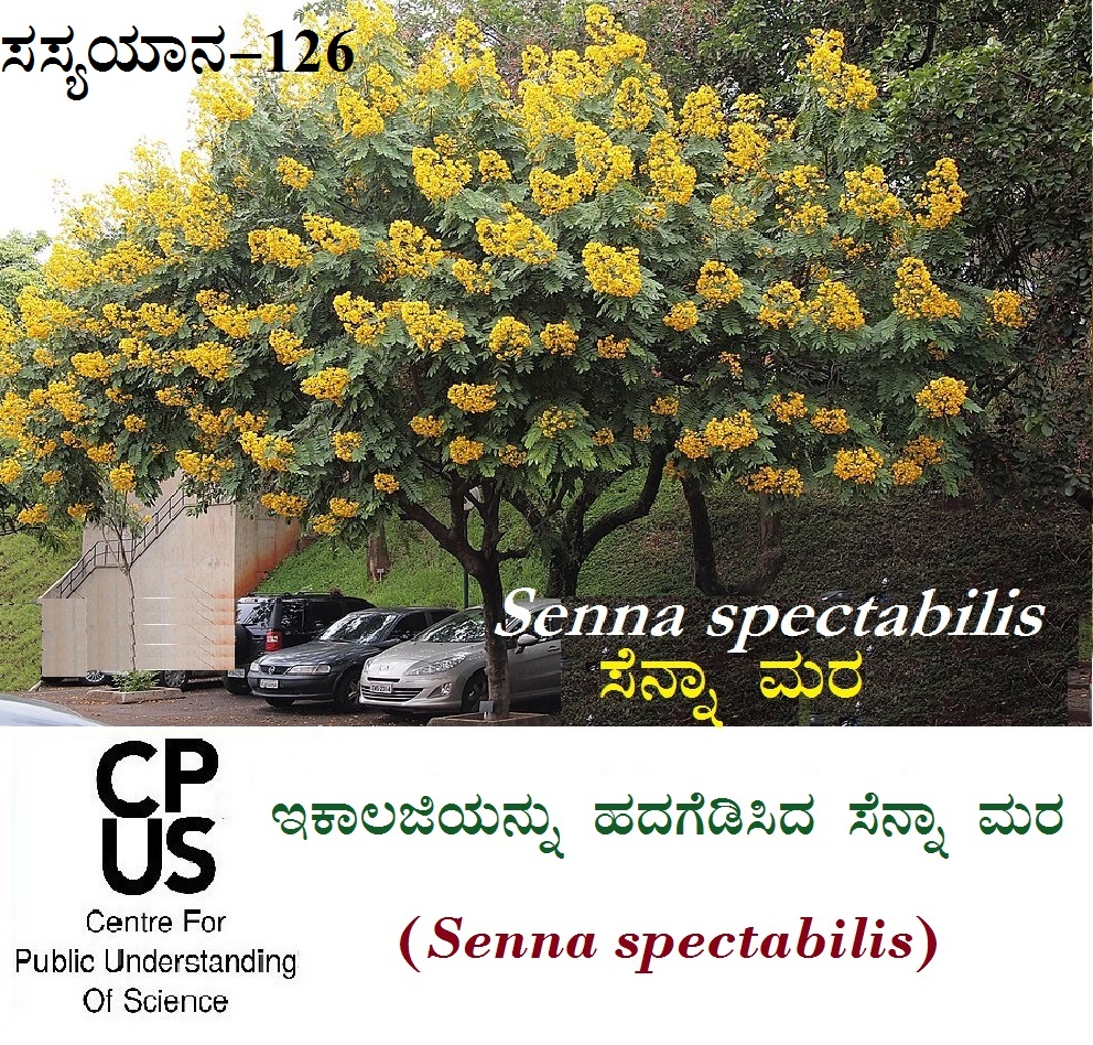 You are currently viewing ಇಕಾಲಜಿಯನ್ನು ಹದಗೆಡಿಸಿದ ಸೆನ್ನಾ ಮರ Senna spectabilis