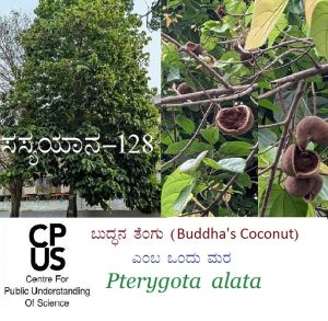 Read more about the article ಬುದ್ಧನ ತೆಂಗು (Buddha’s Coconut)– ಎಂಬ ಒಂದು ಮರ – Pterygota alata 