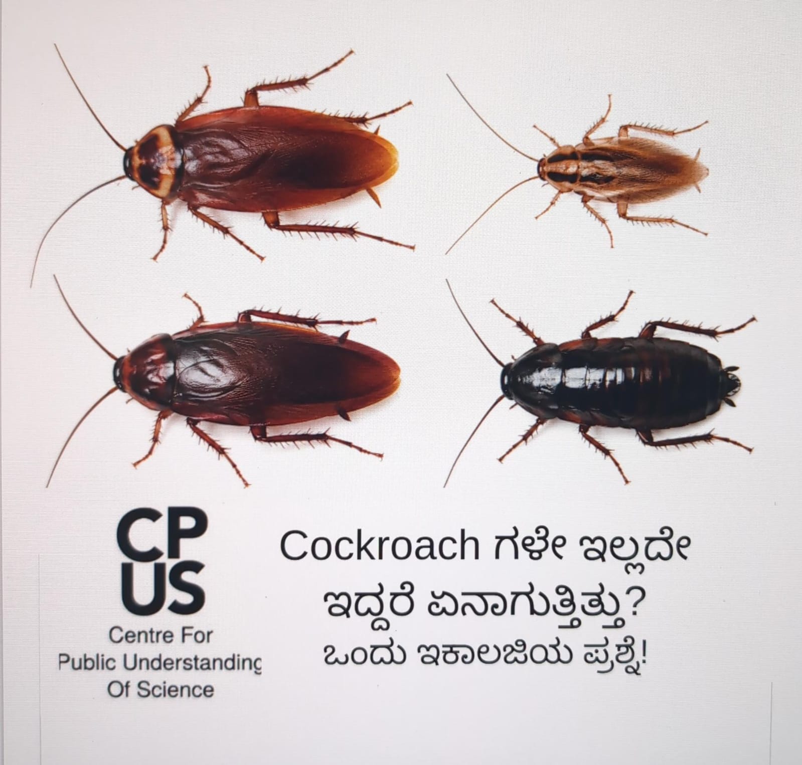 You are currently viewing Cockroachಗಳೇ ಇಲ್ಲದೇ ಇದ್ದರೆ ಏನಾಗುತ್ತಿತ್ತು? ಇಕಾಲಜಿಯ ಒಂದು ಪ್ರಶ್ನೆ!