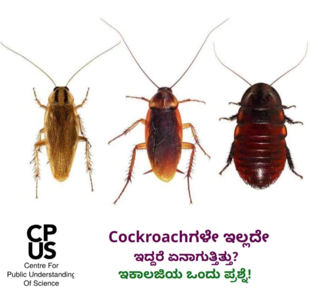 Read more about the article Cockroachಗಳೇ ಇಲ್ಲದೇ ಇದ್ದರೆ ಏನಾಗುತ್ತಿತ್ತು? ಇಕಾಲಜಿಯ ಒಂದು ಪ್ರಶ್ನೆ!