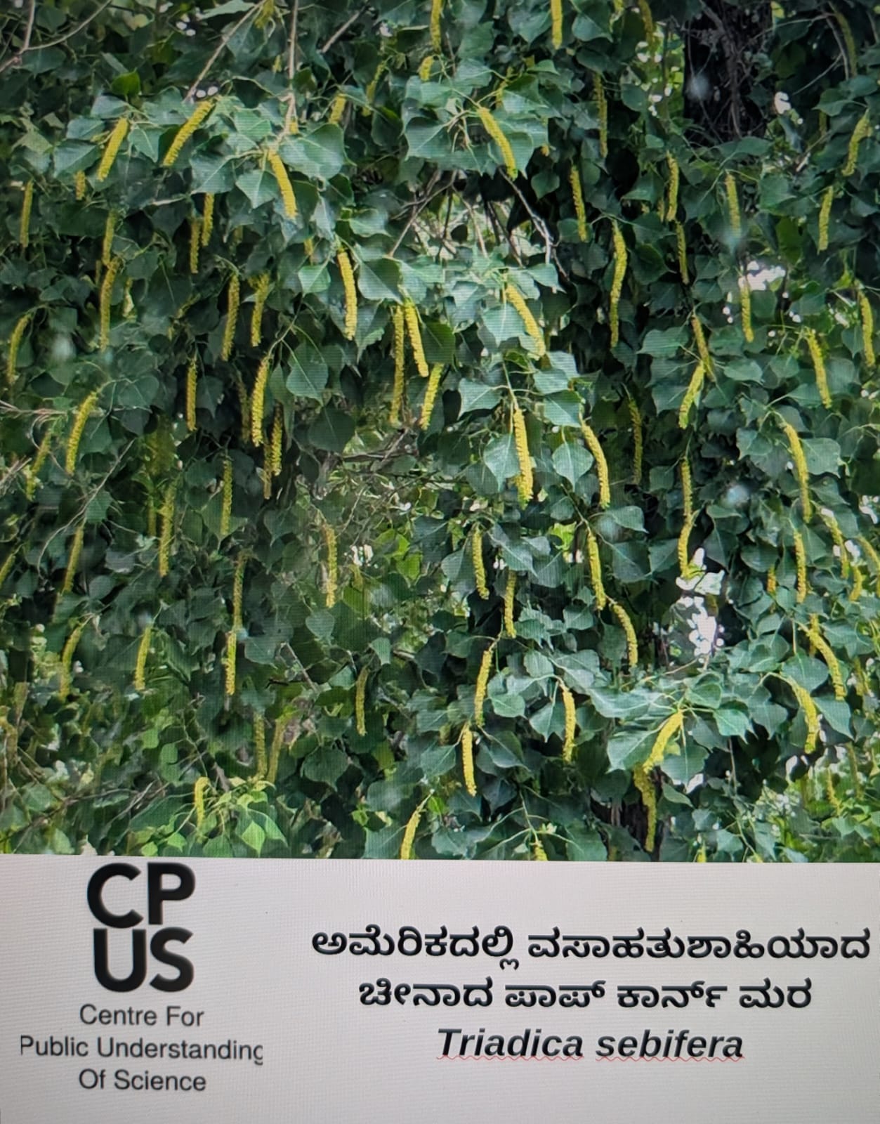 You are currently viewing ಅಮೆರಿಕದಲ್ಲಿ ವಸಾಹತುಶಾಹಿಯಾದ ಚೀನಾದ ಪಾಪ್‌ ಕಾರ್ನ್‌ ಮರ -Triadica sebifera
