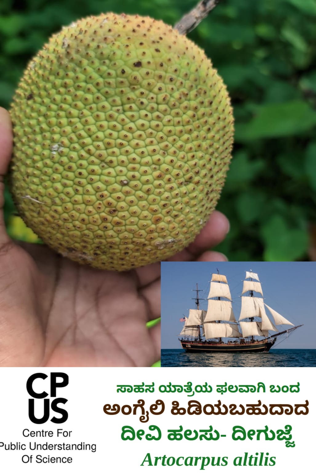 You are currently viewing ಸಾಹಸ ಯಾತ್ರೆಯ ಫಲವಾಗಿ ಬಂದ ಅಂಗೈಲಿ ಹಿಡಿಯಬಹುದಾದ ದೀವಿ ಹಲಸು – ದೀಗುಜ್ಜೆ : Artocarpus altilis