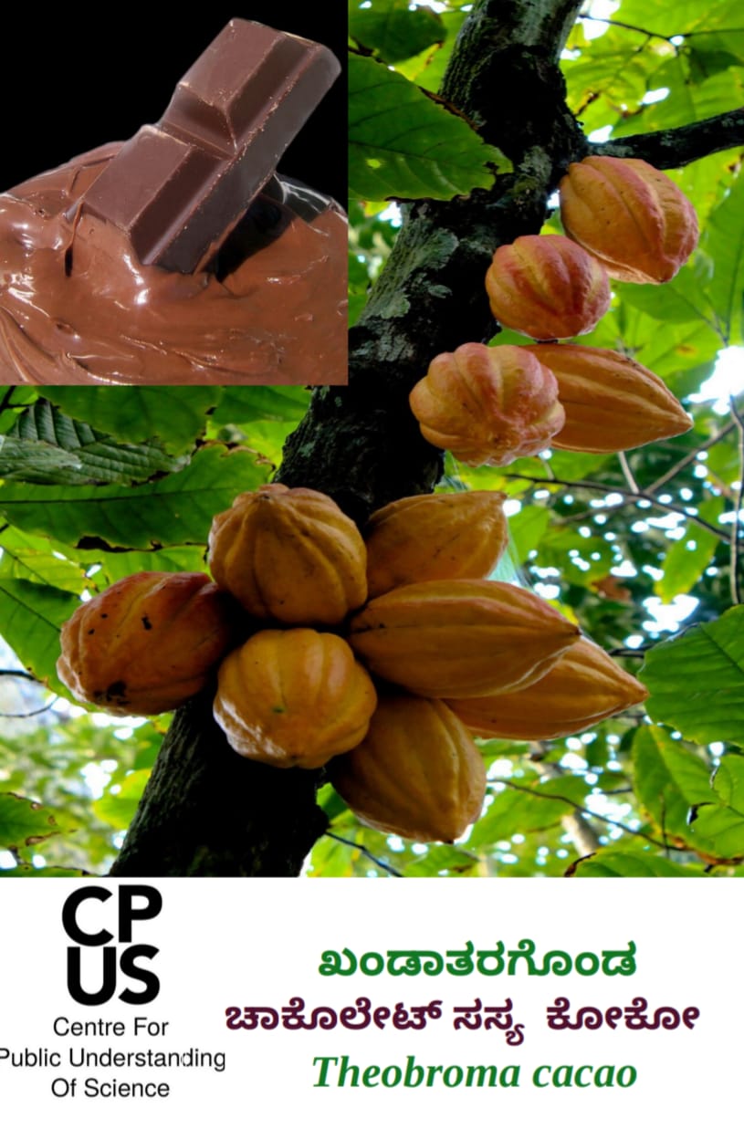 You are currently viewing ಖಂಡಾತರಗೊಂಡ ಚಾಕೊಲೇಟ್‌ ಸಸ್ಯ ಕೋಕೋ – Theobroma cacao